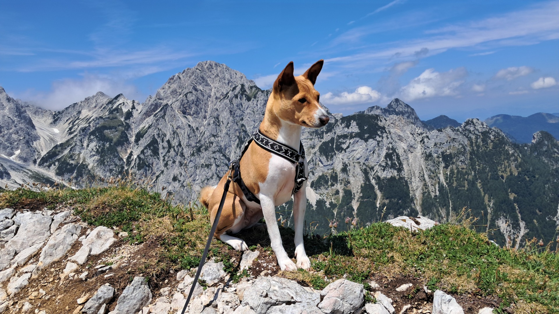 Basenji na horách