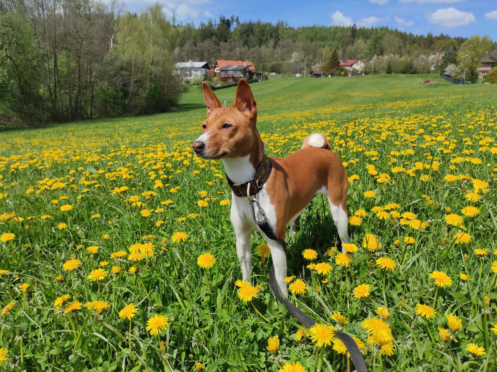 Basenji miluje léto