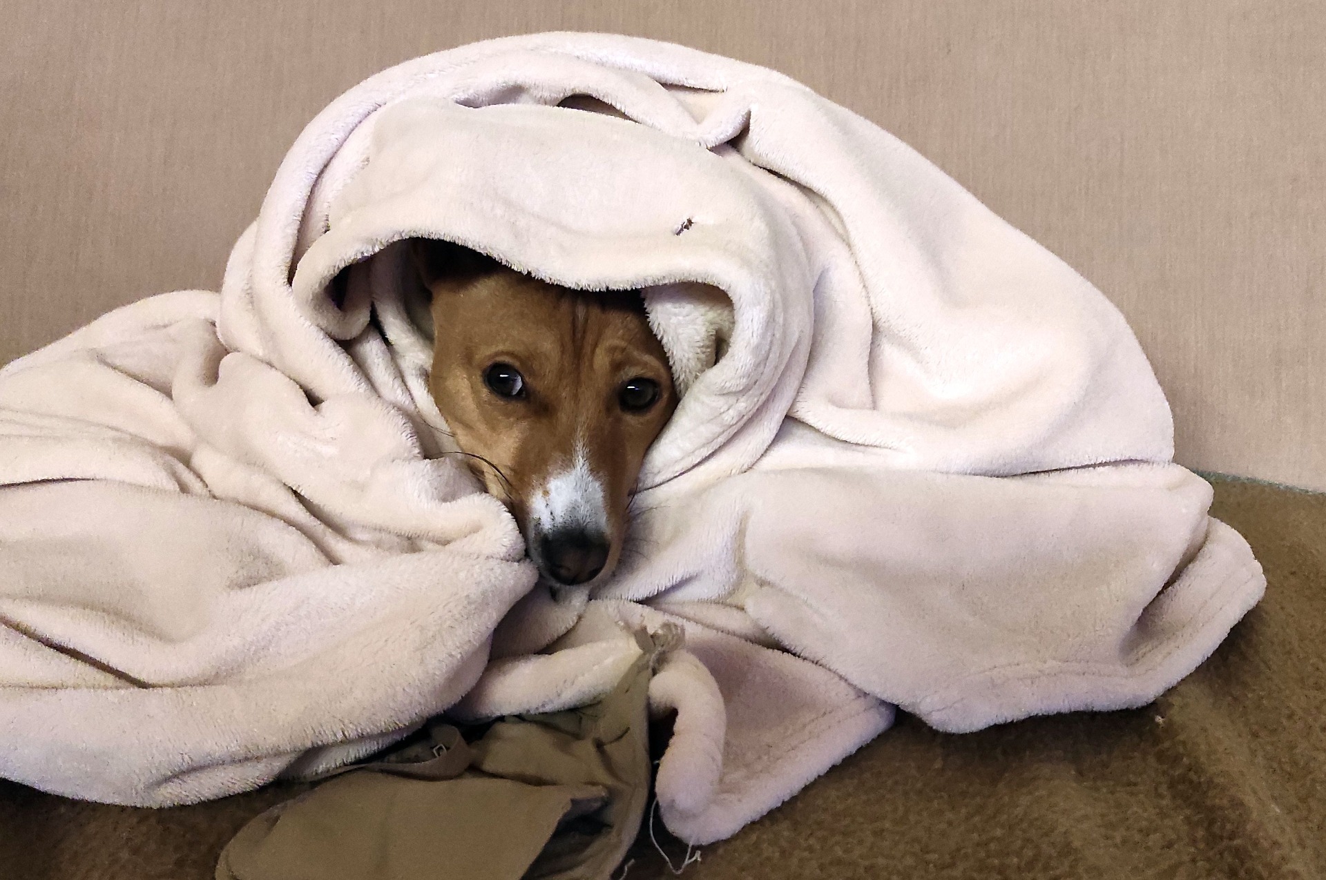 Basenji má rád teplo